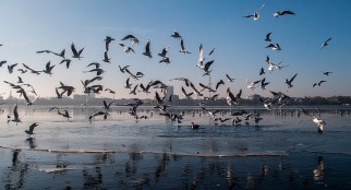frozen-alster-with-seagulls_web