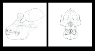 Gorilla anatomy study